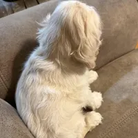 Maggie  Mae, a female Cocker Spaniel for sale in Marietta, SC – Photo 4 of 5