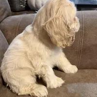 Maggie  Mae, a female Cocker Spaniel for sale in Marietta, SC – Photo 3 of 5