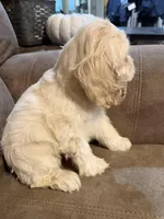 Maggie , a female Cocker Spaniel for sale in Marietta, SC – Photo 2 of 5