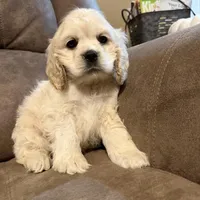 Maggie  Mae, a female Cocker Spaniel for sale in Marietta, SC – Photo 1 of 5