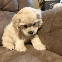 Maggie  Mae, a female Cocker Spaniel for sale in Marietta, SC – Photo 5 of 5