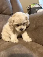 Maggie , a female Cocker Spaniel for sale in Marietta, SC – Photo 5 of 5