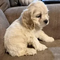 Maggie  Mae, a female Cocker Spaniel for sale in Marietta, SC – Photo 2 of 5