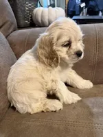 Maggie , a female Cocker Spaniel for sale in Marietta, SC – Photo 4 of 5