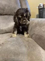 Rocky, a male Cocker Spaniel for sale in Marietta, SC – 2 of 4