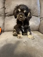 Rocky, a male Cocker Spaniel for sale in Marietta, SC – 1 of 4