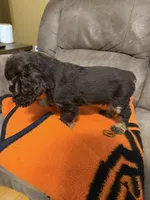 Rocky, a male Cocker Spaniel for sale in Marietta, SC – 4 of 4