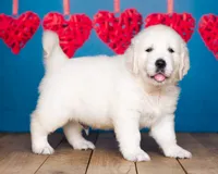 Toby,  show quality , a male English Cream Golden Retriever for sale in Grabill, IN – 4 of 4