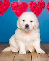 Bentley , a male English Cream Golden Retriever for sale in Grabill, IN – 4 of 4