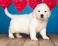 Bentley , a male English Cream Golden Retriever for sale in Grabill, IN – 3 of 4