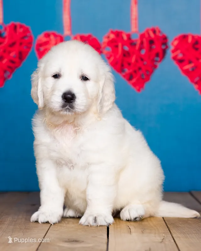 Toby,  show quality  – English Cream Golden Retriever puppy for sale in Grabill, IN