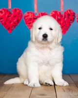 Toby,  show quality , a male English Cream Golden Retriever for sale in Grabill, IN – 2 of 4