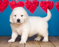 Bentley , a male English Cream Golden Retriever for sale in Grabill, IN – 2 of 4