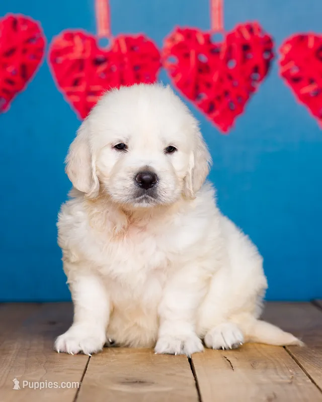 Bentley  – English Cream Golden Retriever puppy for sale in Grabill, IN