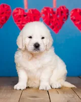 Bentley , a male English Cream Golden Retriever for sale in Grabill, IN – 1 of 4