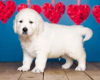 Toby,  show quality , a male English Cream Golden Retriever for sale in Grabill, IN – 3 of 4