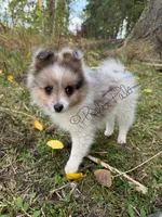 Sterling (aka Goober), a male Shetland Sheepdog and Pomeranian for sale in Bonners Ferry, ID – 4 of 10