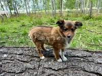 Snickers, a male Shetland Sheepdog and Pomeranian for sale in Bonners Ferry, ID – 3 of 8
