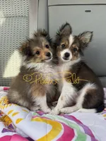 Sophia, a female Shetland Sheepdog and Pomeranian for sale in Bonners Ferry, ID – 5 of 6