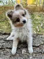 Sterling (aka Goober), a male Shetland Sheepdog and Pomeranian for sale in Bonners Ferry, ID – 9 of 10