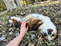 Trixie, a female Shetland Sheepdog and Pomeranian for sale in Bonners Ferry, ID – Photo 10 of 10