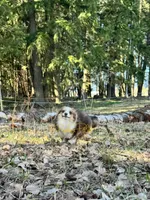 Trixie, a female Shetland Sheepdog and Pomeranian for sale in Bonners Ferry, ID – Photo 7 of 10