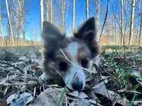Trixie, a female Shetland Sheepdog and Pomeranian for sale in Bonners Ferry, ID – Photo 8 of 10