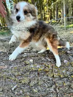 Trixie, a female Shetland Sheepdog and Pomeranian for sale in Bonners Ferry, ID – Photo 6 of 10