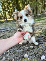 Trixie, a female Shetland Sheepdog and Pomeranian for sale in Bonners Ferry, ID – Photo 5 of 10