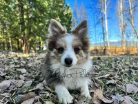 Trixie, a female Shetland Sheepdog and Pomeranian for sale in Bonners Ferry, ID – Photo 3 of 10