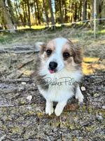 Trixie, a female Shetland Sheepdog and Pomeranian for sale in Bonners Ferry, ID – Photo 2 of 10