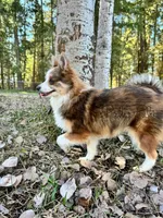 Trixie, a female Shetland Sheepdog and Pomeranian for sale in Bonners Ferry, ID – Photo 9 of 10