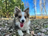 Trixie, a female Shetland Sheepdog and Pomeranian for sale in Bonners Ferry, ID – Photo 4 of 10