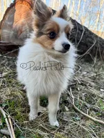 Clover, a female Shetland Sheepdog and Pomeranian for sale in Bonners Ferry, ID – 5 of 10