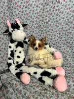 Clover, a female Shetland Sheepdog and Pomeranian for sale in Bonners Ferry, ID – Photo 4 of 5