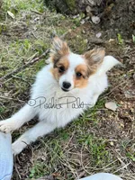 Clover, a female Shetland Sheepdog and Pomeranian for sale in Bonners Ferry, ID – 3 of 10