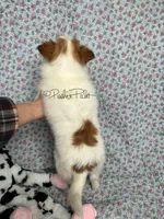 Clover, a female Shetland Sheepdog and Pomeranian for sale in Bonners Ferry, ID – Photo 5 of 5