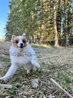 Clover, a female Shetland Sheepdog and Pomeranian for sale in Bonners Ferry, ID – 8 of 10