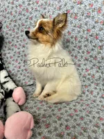 Clover, a female Shetland Sheepdog and Pomeranian for sale in Bonners Ferry, ID – Photo 3 of 5