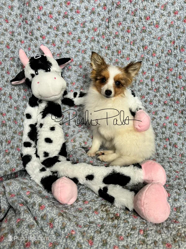 Clover – Shetland Sheepdog, Pomeranian puppy for sale in Bonners Ferry, ID