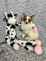 Clover, a female Shetland Sheepdog and Pomeranian for sale in Bonners Ferry, ID – Photo 1 of 5