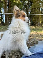 Clover, a female Shetland Sheepdog and Pomeranian for sale in Bonners Ferry, ID – 9 of 10
