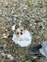 Clover, a female Shetland Sheepdog and Pomeranian for sale in Bonners Ferry, ID – 4 of 10