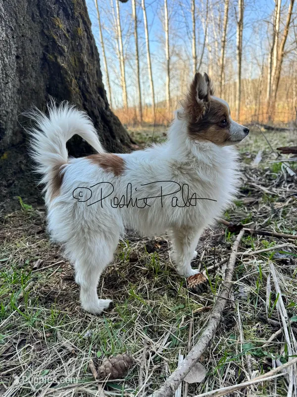 Clover – Shetland Sheepdog, Pomeranian puppy for sale in Bonners Ferry, ID