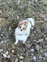 Clover, a female Shetland Sheepdog and Pomeranian for sale in Bonners Ferry, ID – 10 of 10