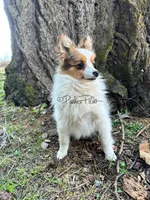 Clover, a female Shetland Sheepdog and Pomeranian for sale in Bonners Ferry, ID – 7 of 10