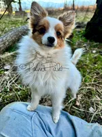 Clover, a female Shetland Sheepdog and Pomeranian for sale in Bonners Ferry, ID – 6 of 10