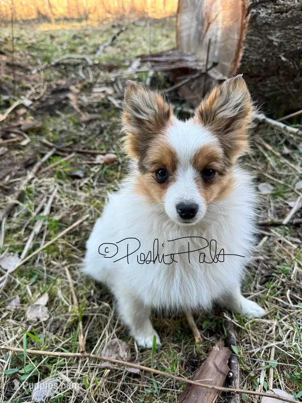 Clover – Shetland Sheepdog, Pomeranian puppy for sale in Bonners Ferry, ID