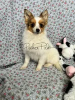 Clover, a female Shetland Sheepdog and Pomeranian for sale in Bonners Ferry, ID – Photo 2 of 5