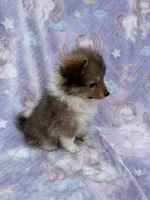 Blanche, a female Shetland Sheepdog and Pomeranian for sale in Bonners Ferry, ID – 2 of 6